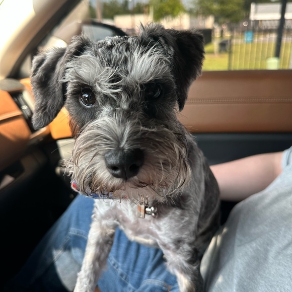 Meet your Posher, Laura - Picture 2 of 6